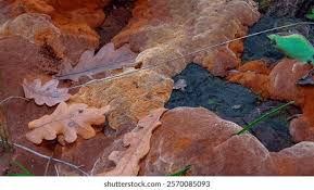 Attēlu rezultāti vaicājumam “Phellinus robustus”