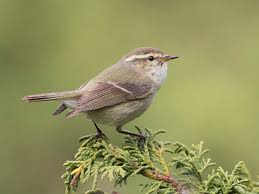 Image result for Phylloscopus humei