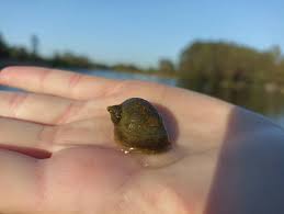 Attēlu rezultāti vaicājumam “Lymnaeidae”