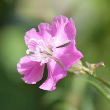 Image result for Pechnelke