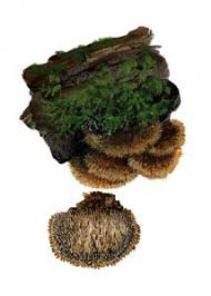 Attēlu rezultāti vaicājumam “Gloiodon strigosus”