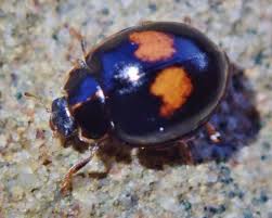 Attēlu rezultāti vaicājumam “Calvia quatuordecimguttata”