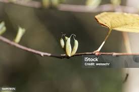 Attēlu rezultāti vaicājumam “Cercidiphyllum japonicum fruit”
