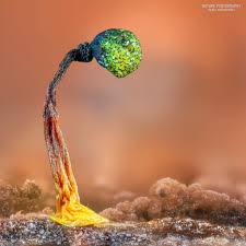 Attēlu rezultāti vaicājumam “Cribraria languescens macro”