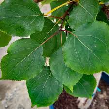 Attēlu rezultāti vaicājumam “Prunus armeniaca leaf”