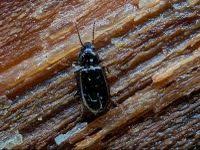 Attēlu rezultāti vaicājumam “Tachyta nana”