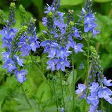 Attēlu rezultāti vaicājumam “Veronica austriaca subsp. teucrium leaf”