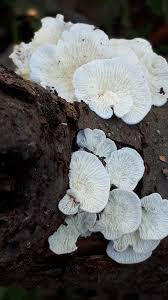 Attēlu rezultāti vaicājumam “Plicatura nivea”