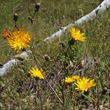 Attēlu rezultāti vaicājumam “Sonchus arvensis subsp. uliginosus fruit”