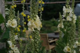 Attēlu rezultāti vaicājumam “Verbascum thapsus”