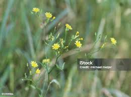 Attēlu rezultāti vaicājumam “Crepis tectorum flower”