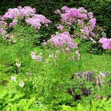 Attēlu rezultāti vaicājumam “Thalictrum aquilegifolium”