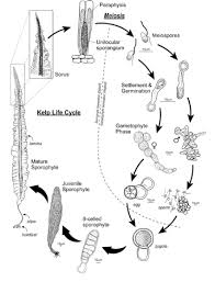 Attēlu rezultāti vaicājumam “Serpoleskea subtilis sporophyte”