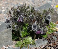 Attēlu rezultāti vaicājumam “Pulsatilla pratensis bud”