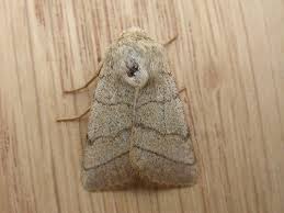 Attēlu rezultāti vaicājumam “Charanyca trigrammica”