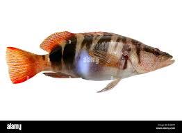 Image result for Serranus scriba