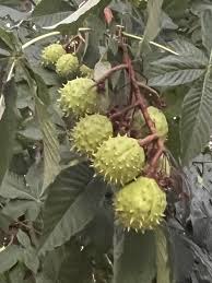 Attēlu rezultāti vaicājumam “Aesculus hippocastanum fruit”
