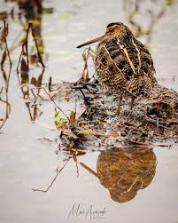 Image result for Gallinago delicata