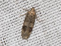 Attēlu rezultāti vaicājumam “Gelechia scotinella”