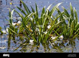 Attēlu rezultāti vaicājumam “Stratiotes aloides flower”