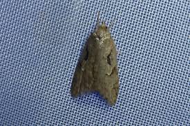 Attēlu rezultāti vaicājumam “Semioscopis steinkellneriana”