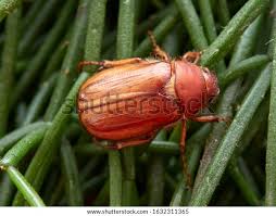 Attēlu rezultāti vaicājumam “Amphimallon solstitiale imago”