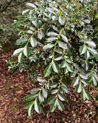 Attēlu rezultāti vaicājumam “Euura acutifoliae”