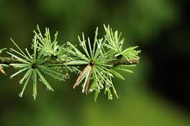 Attēlu rezultāti vaicājumam “Larix sibirica”