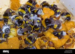 Attēlu rezultāti vaicājumam “Bombus terrestris”