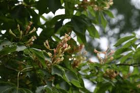 Attēlu rezultāti vaicājumam “Aesculus x hybrida bud”