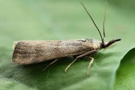 Attēlu rezultāti vaicājumam “Hypochalcia ahenella”