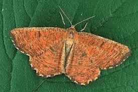 Attēlu rezultāti vaicājumam “Angerona prunaria”