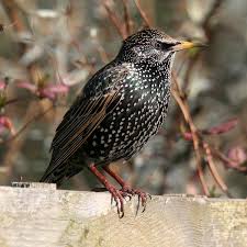 Attēlu rezultāti vaicājumam “Sturnus vulgaris male”
