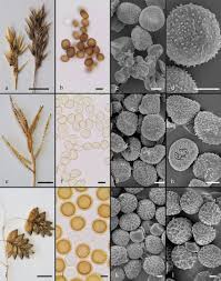 Attēlu rezultāti vaicājumam “Craterium leucocephalum var. scyphoides spores”