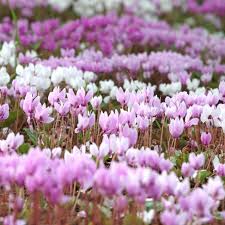 Attēlu rezultāti vaicājumam “Cyclamen hederifolium”