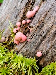 Attēlu rezultāti vaicājumam “Lycogala epidendrum aggr. plasmodium”