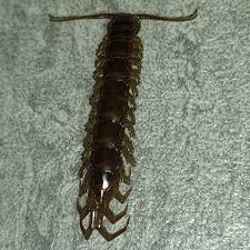 Attēlu rezultāti vaicājumam “Lithobius forficatus”