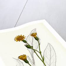 Attēlu rezultāti vaicājumam “Hieracium vulgatum”