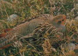 Attēlu rezultāti vaicājumam “Perdix perdix adult”