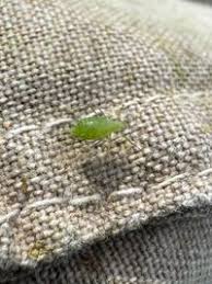 Attēlu rezultāti vaicājumam “Acyrthosiphon”