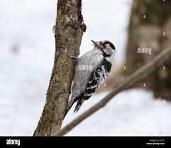 Attēlu rezultāti vaicājumam “Dendrocopos minor female”