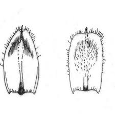 Attēlu rezultāti vaicājumam “Schoenoplectus lacustris subsp. glaucus fruit”