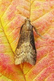 Attēlu rezultāti vaicājumam “Zophodia grossulariella”