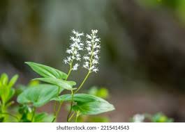 Attēlu rezultāti vaicājumam “Maianthemum bifolium”