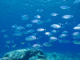 Image result for Oblada melanurus