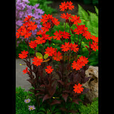 Attēlu rezultāti vaicājumam “Silene x arkwrightii Vesuvius flower”