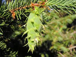Attēlu rezultāti vaicājumam “Pseudotsuga menziesii fruit”