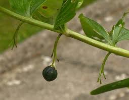Attēlu rezultāti vaicājumam “Polygonatum odoratum bud”