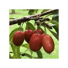 Attēlu rezultāti vaicājumam “Cornus mas fruit”