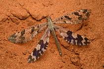 Attēlu rezultāti vaicājumam “Myrmeleontidae imago”